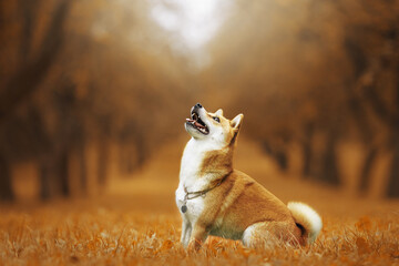 shiba inu dog in autumn park