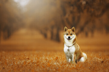 shiba inu dog in autumn park