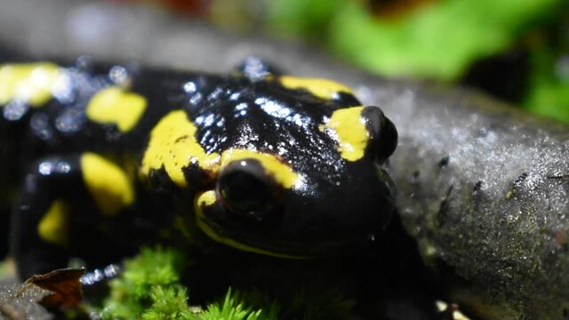Salamandre t&ecirc;te (Macro)