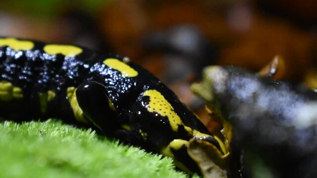 Salamandre (Macro)