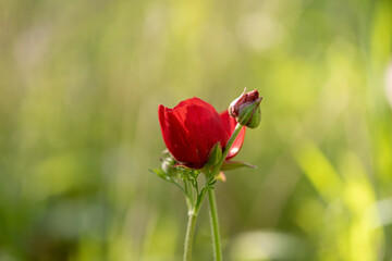 Anemone Colonaria in a meadow on a spring morning near Kokhav Yair, Israel. 
