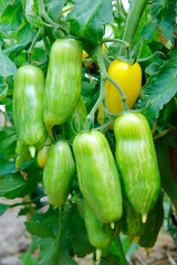 Green unripe tomatoes on a bush in a greenhouse. Side view.