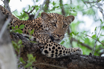 A Female leopard seen in a tree on a safari in South Africa