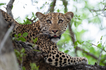 A Female leopard seen in a tree on a safari in South Africa