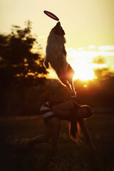 border collie dog jumping in summer sunset park