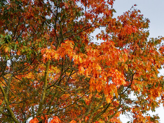 Orange autumn foliage on an oak tree