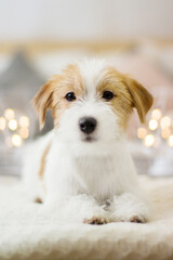 jack russell terrier puppy in