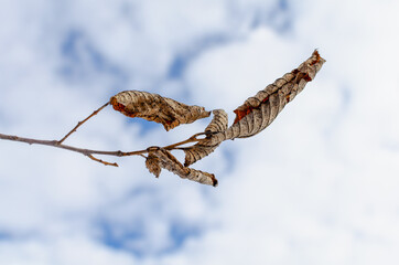 Dry leaves on a branch and the sky with clouds.