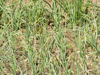 Onion plants growing in family field