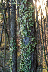 Wild wachsendes Efeu am Baum