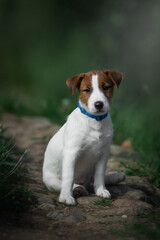 jack russell terrier puppy in park