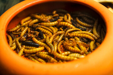Bowl full of live worms and larvae insects