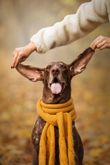 vizsla dog in yellow scarf in autumn park person take ears