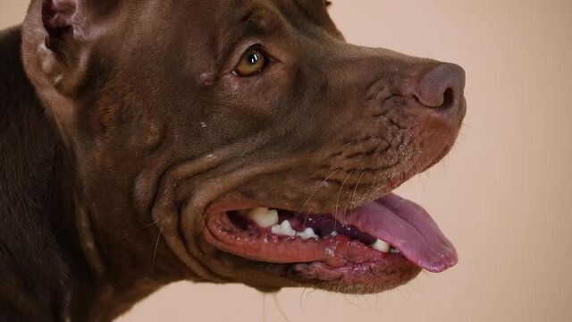 Profile portrait of an American Pit Bull Terrier with its tongue hanging out. Close up of a dogs muzzle. The pet is posing in the studio on a brown background. Slow motion.