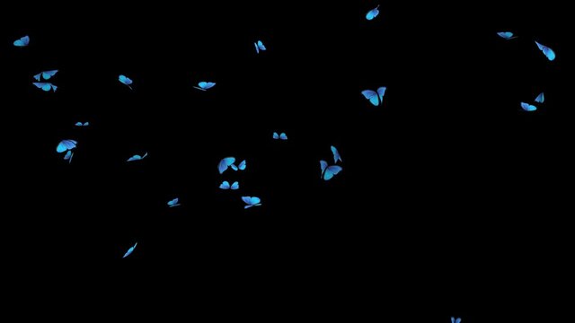 realistic animtaion of butterflies flying around. Seamless loop.