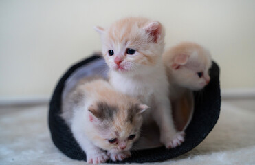 Ginger Scottish fold kitten baby sitting in the hat with other kittens from hat. Adorable cat concept