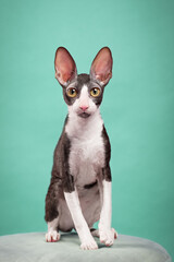 cat on blue background