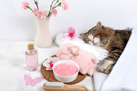 Spa concept, wellness composition with aromatic rose water, brush, archidea flowers and sleeping cat on towel, aromatherapy and skincare, salon invitation and advertising business card, animal care,