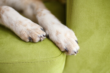 dogs paws