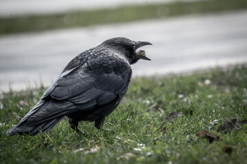 Rabe beim Sammeln von Nahrung im gras