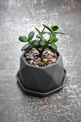 Succulent in pot on gray concrete background. Copy space for text.