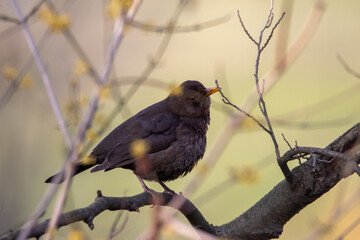 Amsel