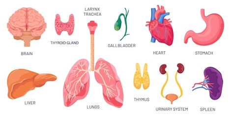 Internal organs. Human anatomical body parts, brain, stomach, kidney and spleen. Cartoon urinary system, heart and lungs. Organ vector set - obrazy, fototapety, plakaty