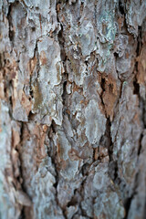 Tree bark covered with moss, texture background.