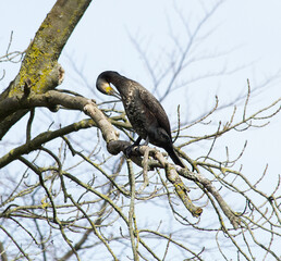 Cormorant sitting on a tree branch, cleaning it's feathers