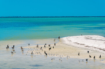 Birds restin in a Holbox shore, Mexico