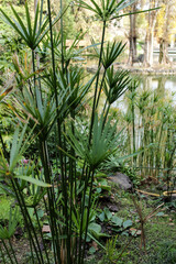 Cyperus papyrus plant in the garden