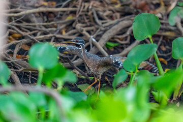 The Sunbittern (Eurypyga helias)