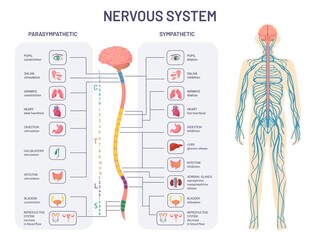 Human nervous system. Sympathetic and parasympathetic nerves anatomy and functions. Spinal cord controls body internal organs vector diagram - obrazy, fototapety, plakaty