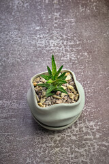 Succulent in pot on gray concrete background. Copy space for text.