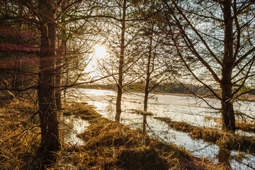 Pine trees on the flooded shore of a forest lake with melting ice. Trunks of trees with branches in the backlight of the sunset. Wildlife spring landscape