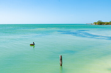 Pelican swimming near the Isla de los Pajaros, Mexico