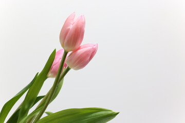 Naklejka premium 白背景のチューリップ