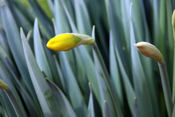 daffodil bud © Susan