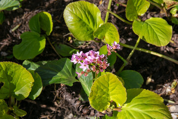 Plant of Elephant's-Ears, Bergenia crassifolia