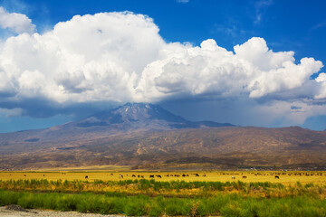 A herd of cows grazing on a Mount Ararat