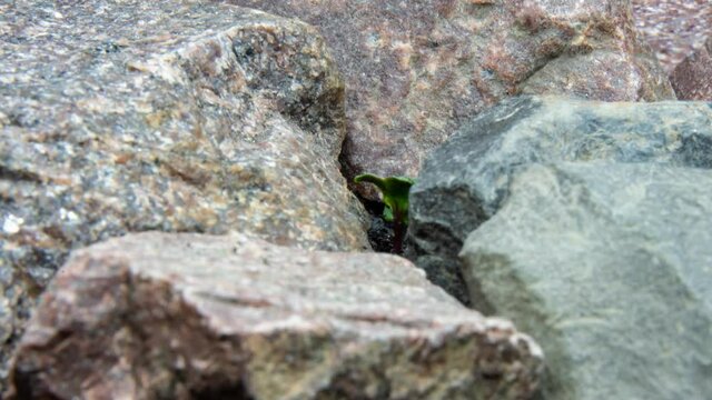 Green sprout sprouts through a crack in the rocks, accelerated shooting, timelapse, close-up, selective focus. Concept: the power of nature, greenery among the rocks, the first spring shoots.