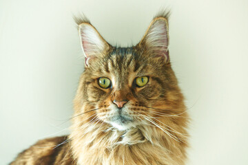 Cabeza de un gato de raza Maine Coon color crema y negro con ojos amarillos