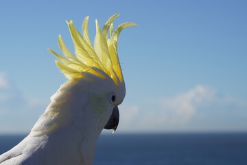 Close Up Profile View of a Sulphur-Crested Cockatoo looking at the Ocean © Annalucia