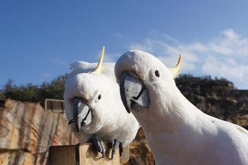 Close Up Portrait of two Sulphur-Crested Cockatoos staring at the Camera