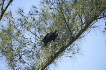vulture on the branches of the tree.