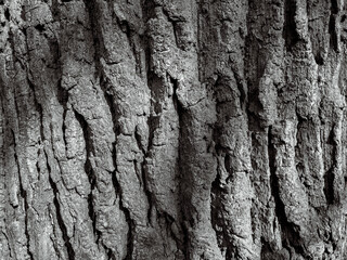 Embossed texture of the bark of tree. Pattern of natural tree bark background.