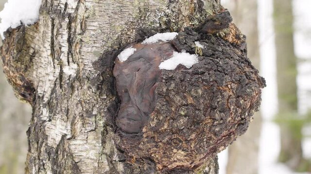 Closer look of the black chaga mushroom with the white snow on it on the tree trunk