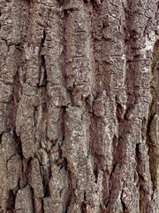 Embossed texture of the bark of tree. Pattern of natural tree bark background.