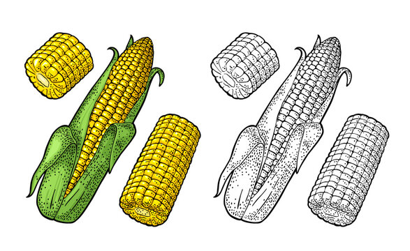 Ripe corn cob with and without leaves. Vector color vintage engraving
