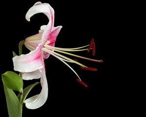 Fototapeta premium Big white-pink flower of lily, isolated on black background